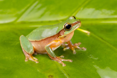 Tập tính sinh sản kì lạ ở nhái bén (Tree frog)