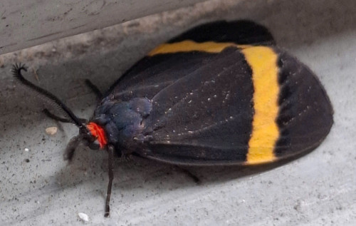 HA LONG NATURE: Loài Bướm đêm Burnet (Burnet Moth)