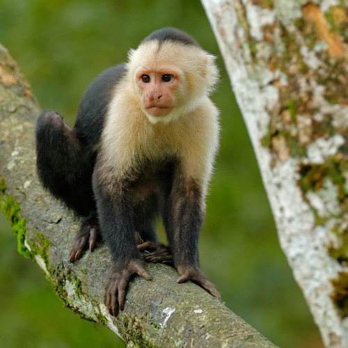 Khỉ mũ (capuchin monkey) và hành vi bắt cóc khỉ rú đỏ