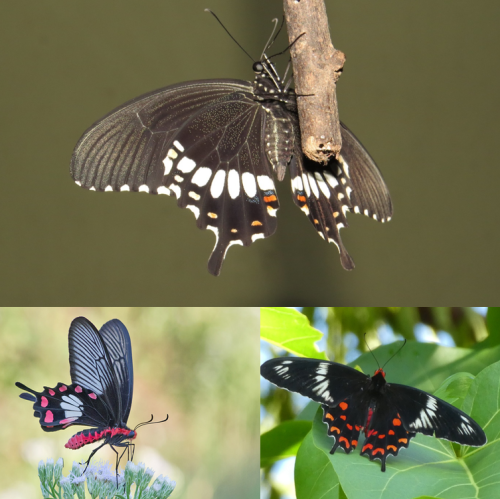 Đa dạng về đặc điểm hình thái và cơ chế bắt chước (mimicry) ở bướm Phượng đen cái (Papilio polytes)