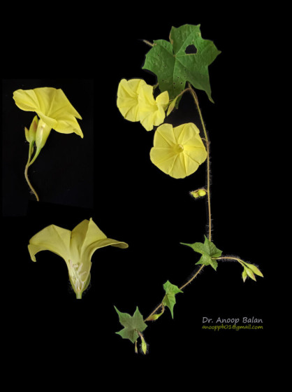 Giải pháp dựa vào thiên nhiên: Nghiên cứu trên cây Bìm Bìm hoa vàng