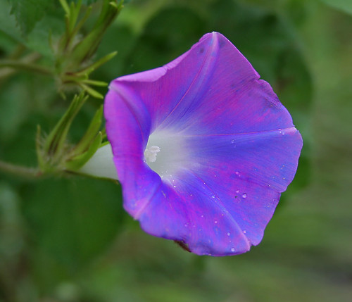 HA LONG NATURE: Bìm bìm biếc, Ipomoea nil (L.) Roth