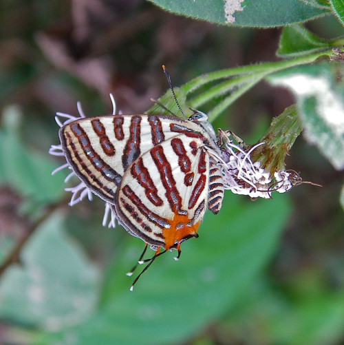 QUANG NGAI NATURE: Phát hiện loài bướm sọc