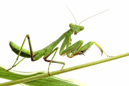 Phỏng sinh học: Từ Bọ ngựa đến võ bọ ngựa (Praying Mantis Kung Fu)