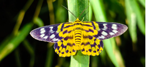 HA LONG NATURE: Bướm đêm Dysphania subrepleta (Walker, 1854)