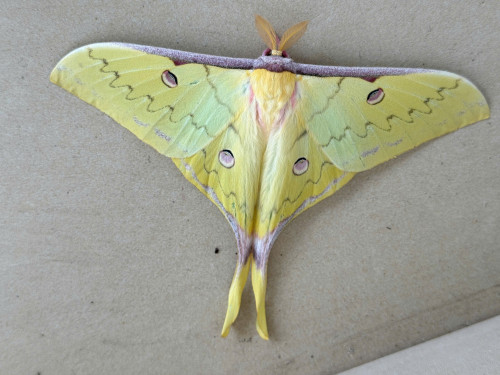 Phát hiện loài bướm đêm Actias parasinensis Brechlin, 2009