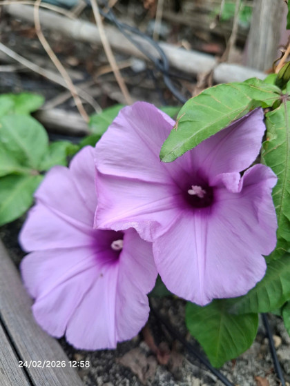 Vẻ đẹp hoang dã của hoa Bìm Bìm và trong văn hóa của người Nhật