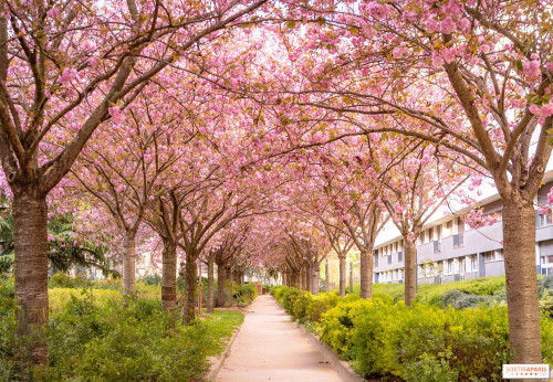 Cây anh đào Nhật Bản đang nở hoa