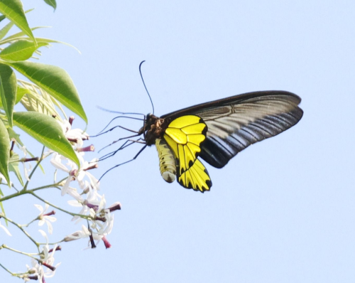 HA LONG NATURE: BƯỚM PHƯỢNG CÁNH CHIM CHẤM RỜI Troides aeacus (C. & R. Felder, 1860)