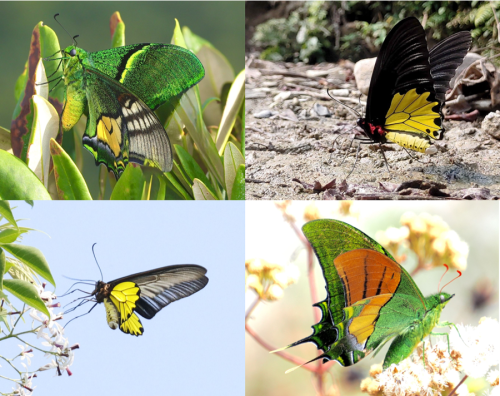 Tìm hiểu bốn loài bướm nguy cấp, quý, hiếm