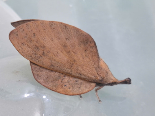 HA LONG NATURE: Phát hiện loài bướm nâu đặc biệt, bậc thầy ngụy trang, Gastropacha pardale Walker, 1855