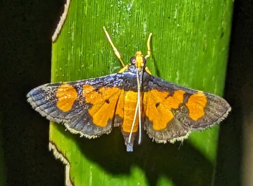 HA LONG NATURE: Phát hiện loài bướm đêm nhỏ Aethaloessa calidalis (Guenée, 1854)