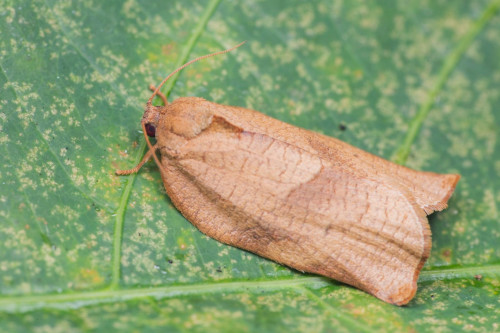 HA LONG NATURE: Loài bướm trà Homona coffearia (Nietner, 1861)