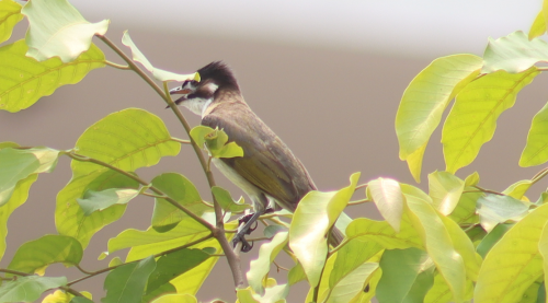 HA LONG NATURE: Bông lau Trung Quốc, Pycnonotus sinensis Gmelin, 1789