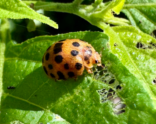 HA LONG NATURE: Bọ rùa khoai tây 28 chấm, Henosepilachna vigintioctopunctata (Fabricius, 1775)