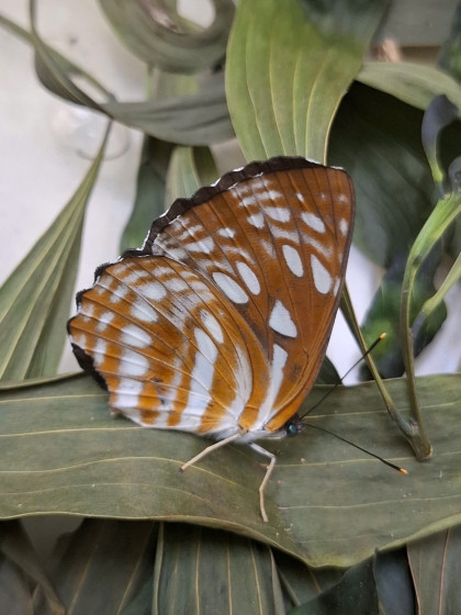 HA LONG NATURE: Bướm thuyền buồm sọc ngắn, Phaedyma columella (Cramer, 1782)