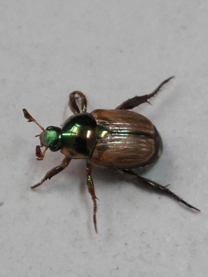 HA LONG NATURE: Bọ cánh cứng Nhật Bản, Popillia japonica Newman, 1841