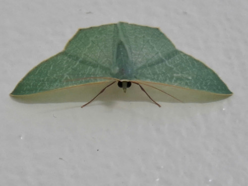 HA LONG NATURE: Bướm đêm ngọc lục bảo, Thalassodes quadraria Guenée, 1858