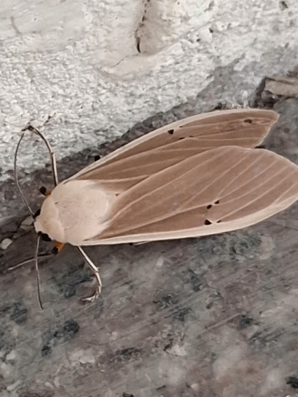 HA LONG NATURE: Bướm đêm hổ mây, Creatonotos transiens (Walker, 1855)