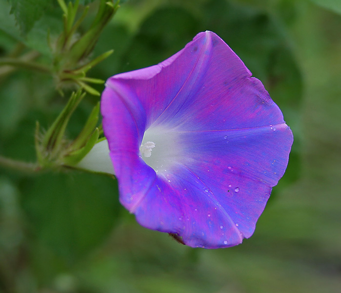 HA LONG NATURE: Bìm bìm biếc, Ipomoea nil (L.) Roth