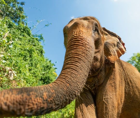 Phỏng sinh học: Các nhà khoa học đã nghiên cứu những sợi lông trên vòi của voi châu Á