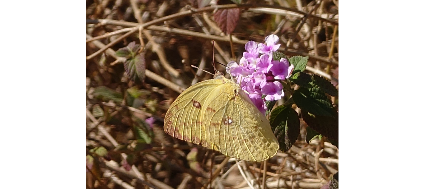 HA LONG NATURE: Bướm chanh di cư, Catopsilia pomona (Fabricius, 1775)
