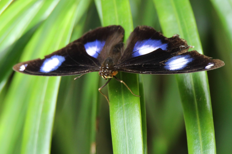 HA LONG NATURE: Bướm Trăng Lam, Hypolimnas bolina (Linnaeus, 1758)