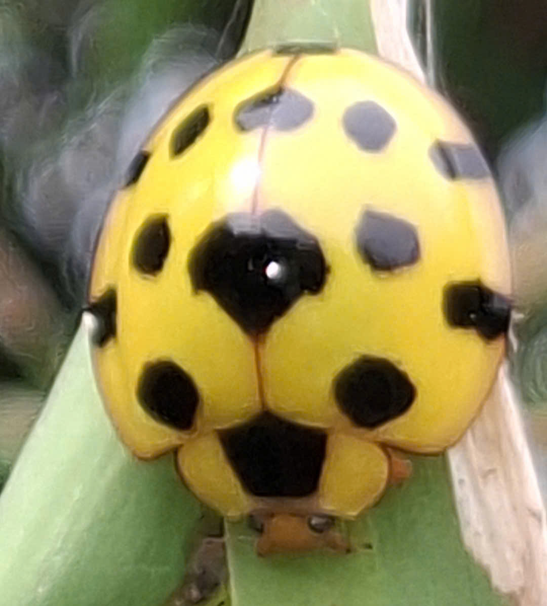 QUANG NGAI NATURE: Phát hiện loài bọ rùa khổng lồ 17 chấm