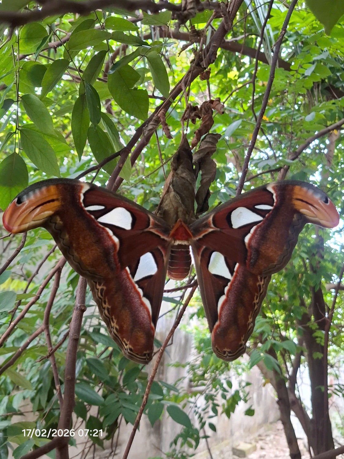QUANG NGAI NATURE: Tìm hiểu loài bướm khế khổng lồ, Attacus atlas (Linnaeus 1758)