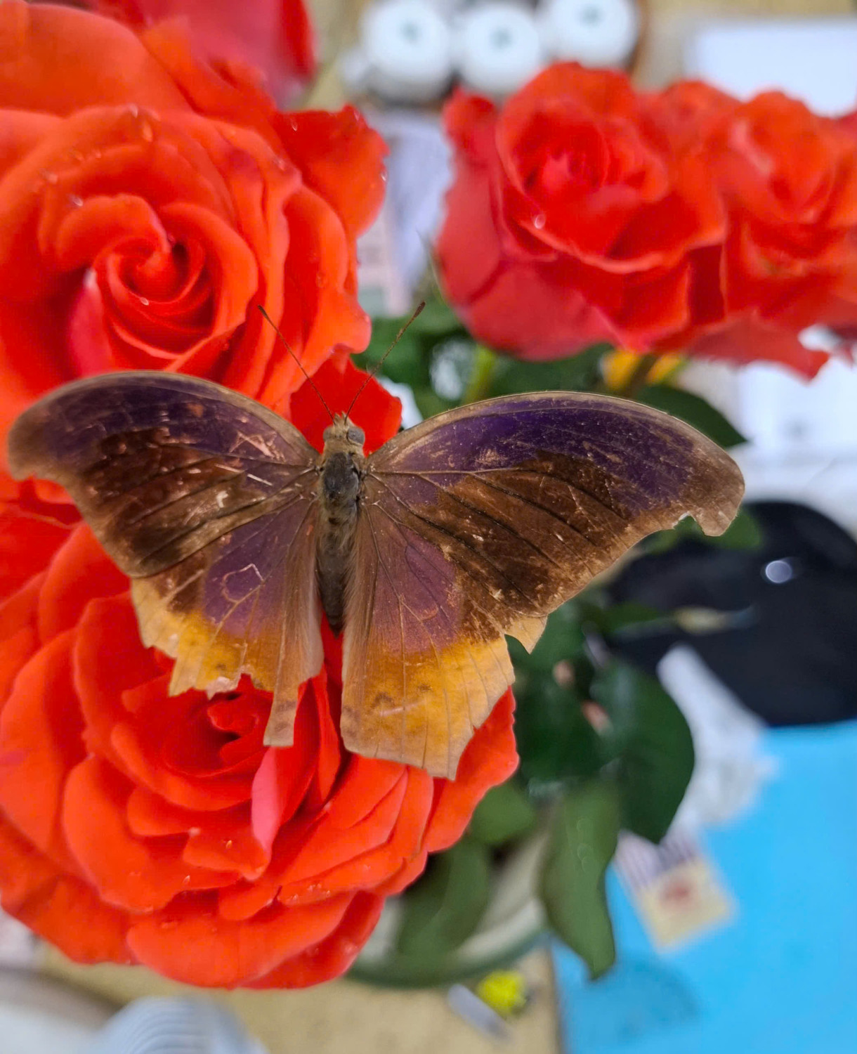 HA LONG NATURE: Phát hiện loài bướm thuộc chi Terinos