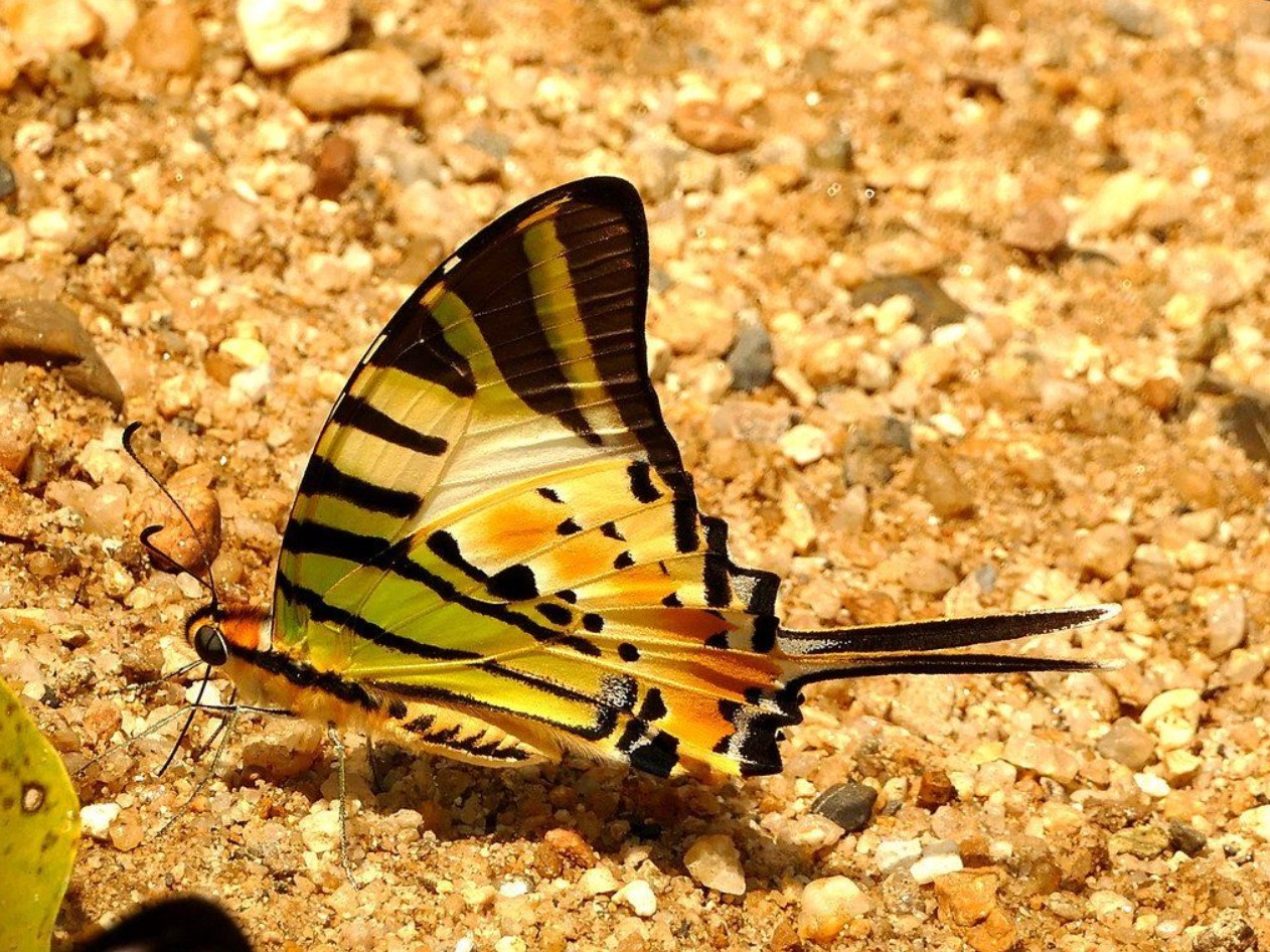 HA LONG NATURE: Bướm phượng kiếm 5 vạch, Graphium antiphates (Cramer, 1775)