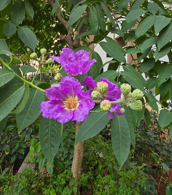Phát hiện thú vị ở cây bằng lăng tím, Lagerstroemia speciosa (L.) Pers.