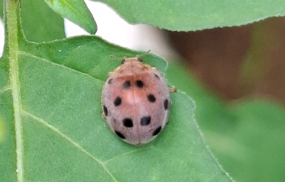 HA LONG NATURE: Bọ rùa 12 chấm, Epilachna indica MULSTANT, 1850