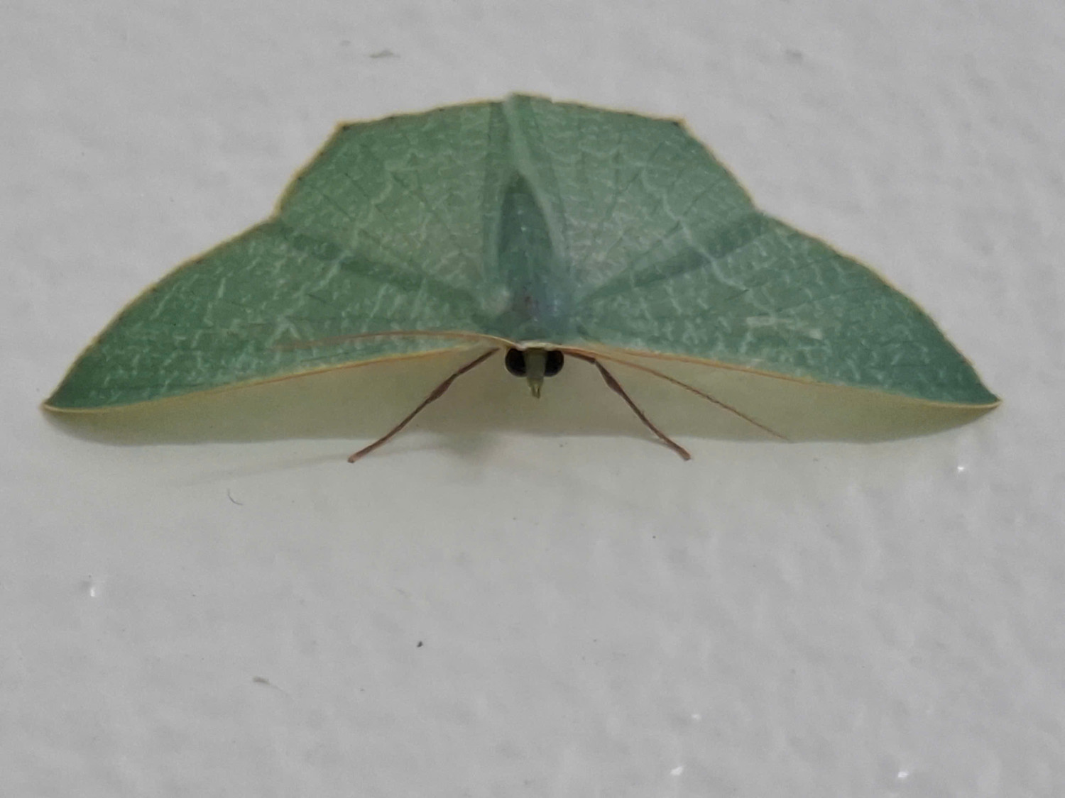 HA LONG NATURE: Bướm đêm ngọc lục bảo, Thalassodes quadraria Guenée, 1858