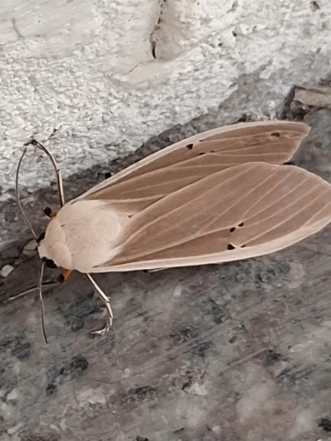 HA LONG NATURE: Bướm đêm hổ mây, Creatonotos transiens (Walker, 1855)