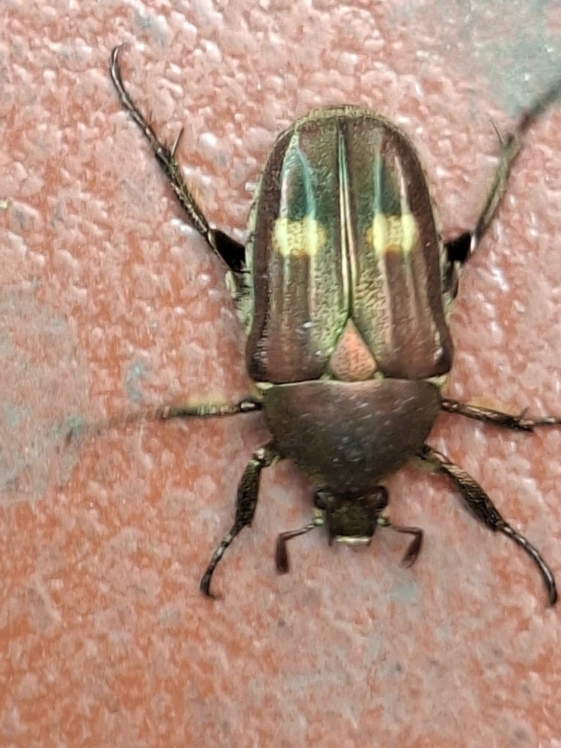 HA LONG NATURE: Phát hiện loài bọ cánh cứng Moseriana brevipilosa Ma, 1990