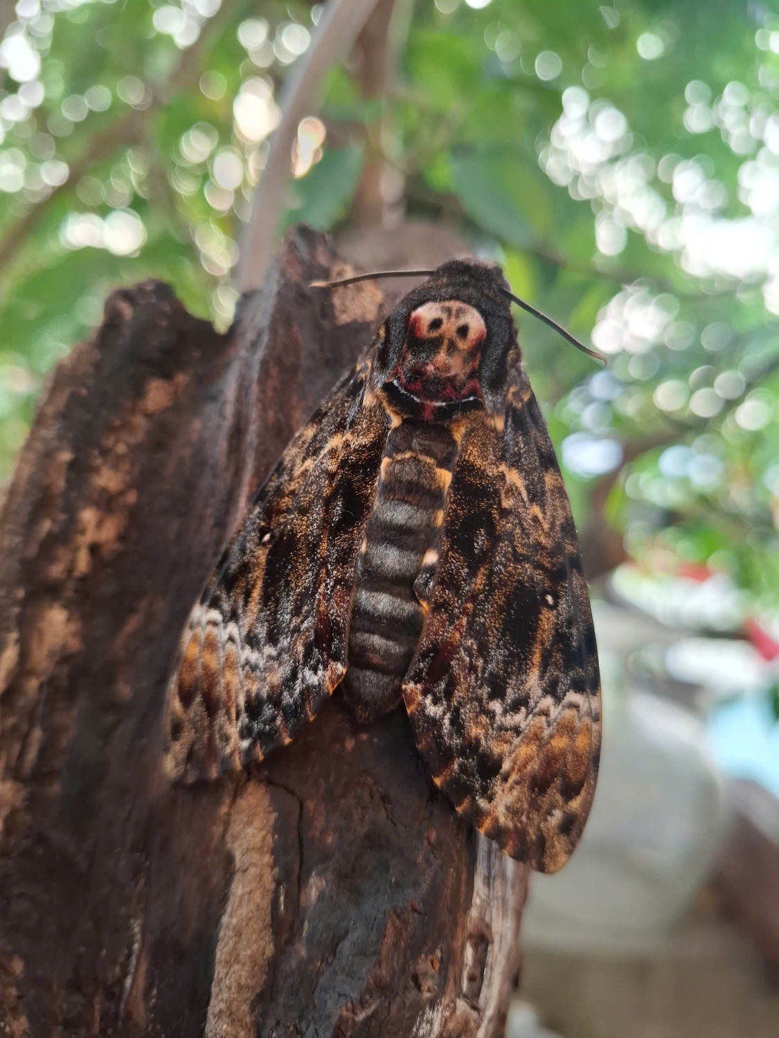 HA LONG NATURE: Phát hiện loài bướm đêm đầu lâu lớn, Acherontia lachesis Fabricius, 1798